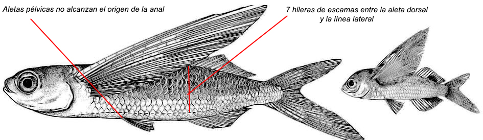Exocoetus obtusirostris_01.jpg
